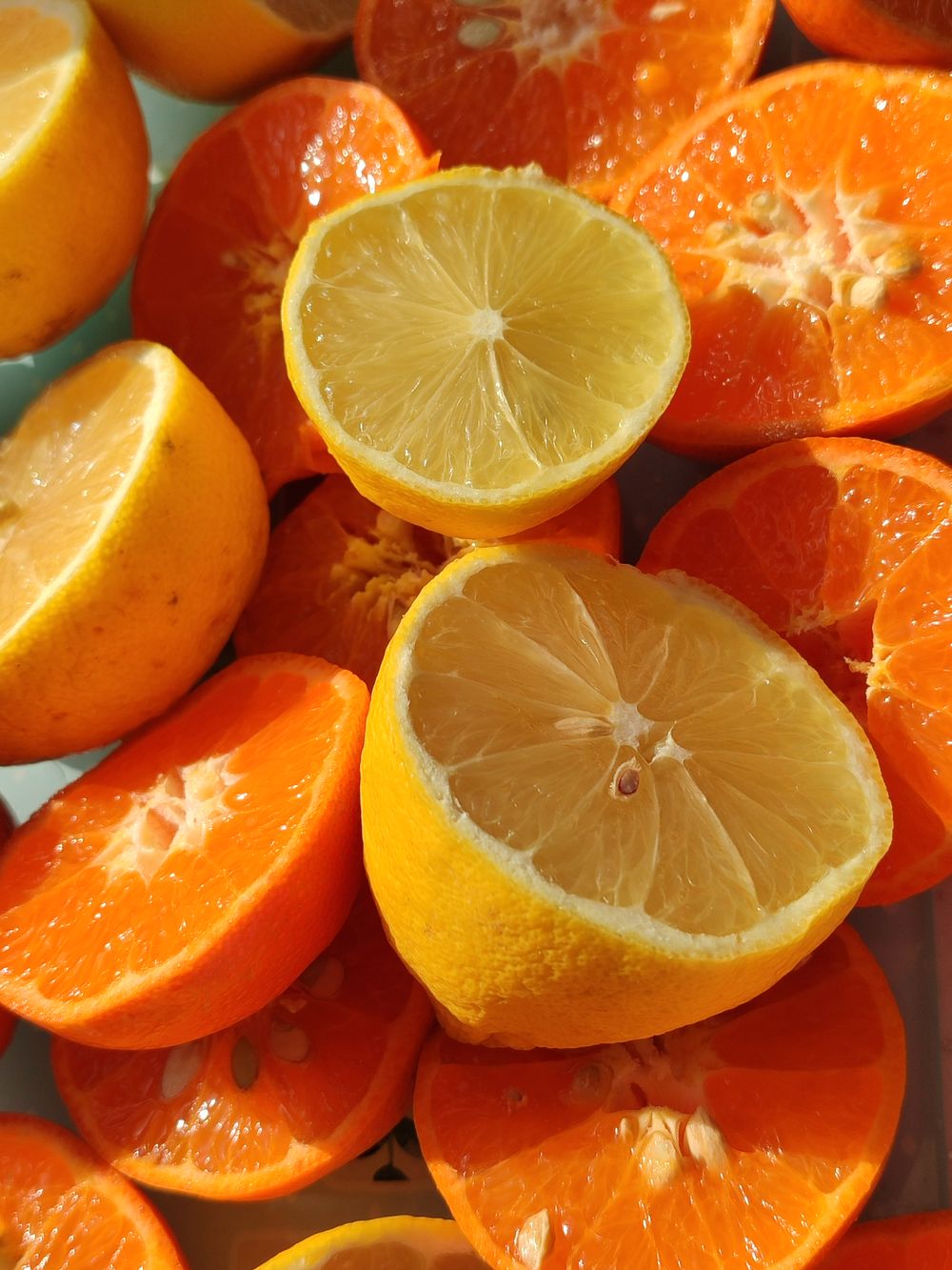 Unripe citrus fruit on the branch, representing the Citrus & Fresh collection's bright scent notes.