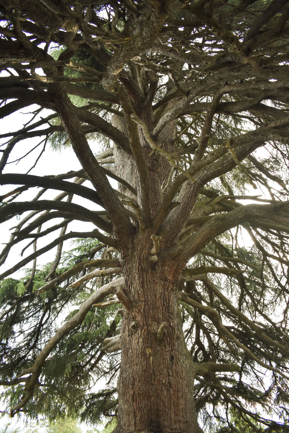 Cedar wood chips, representing the Earth & Wood collection's grounding, woody scent notes.