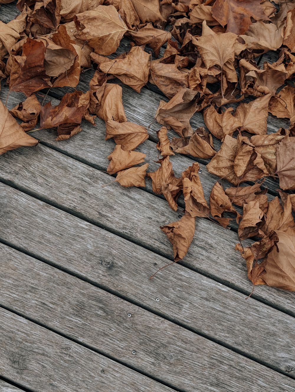 Fallen autumn leaves on a wooden deck, representing the Seasonal collection.