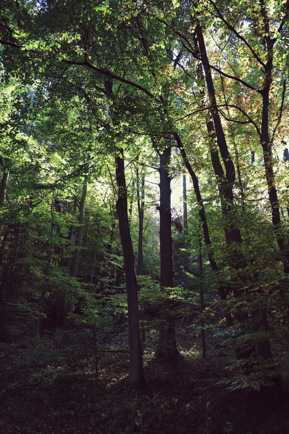 Sunlight filtering through a forest, evoking scent and atmosphere at home.