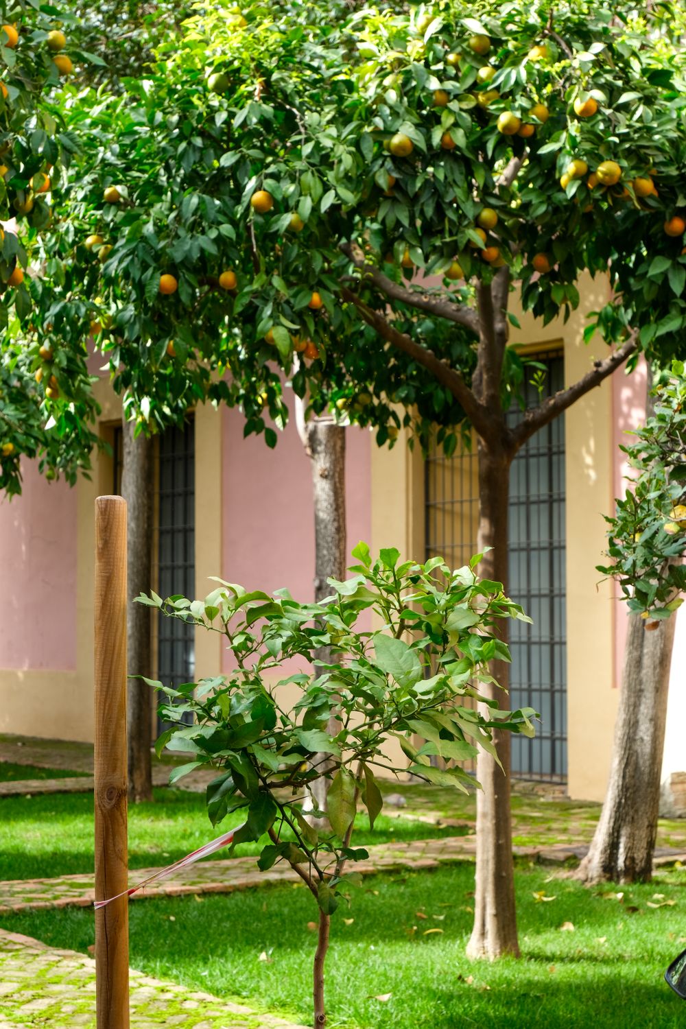 An orange grove with ripe citrus fruit.