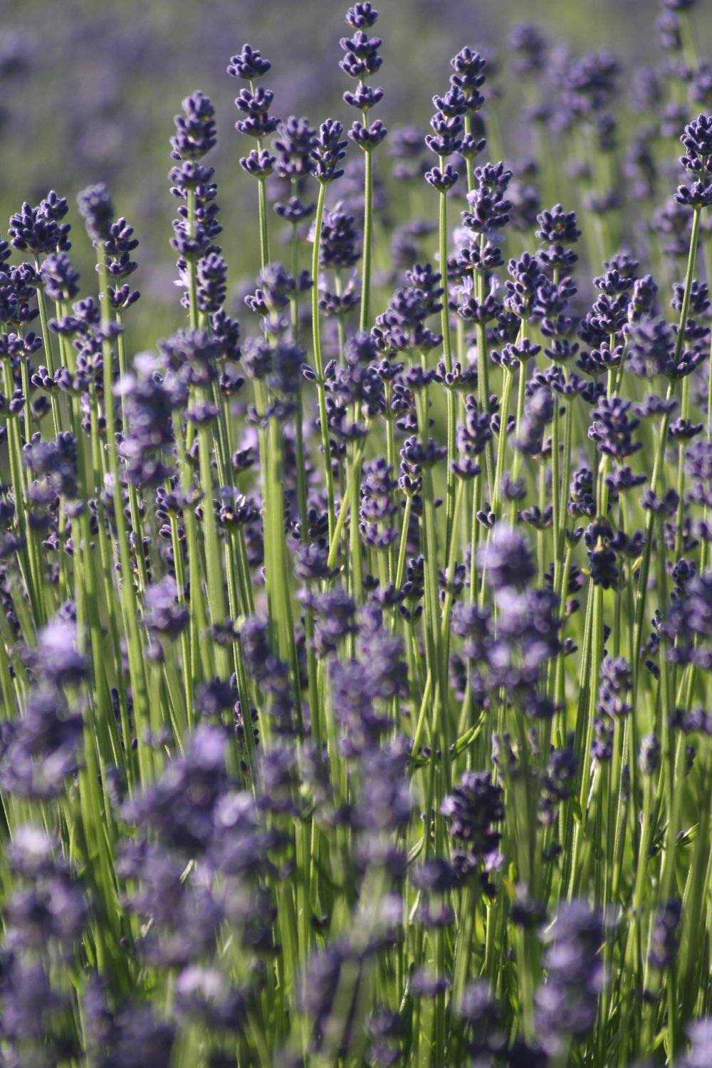 Lavender flowers in bloom.