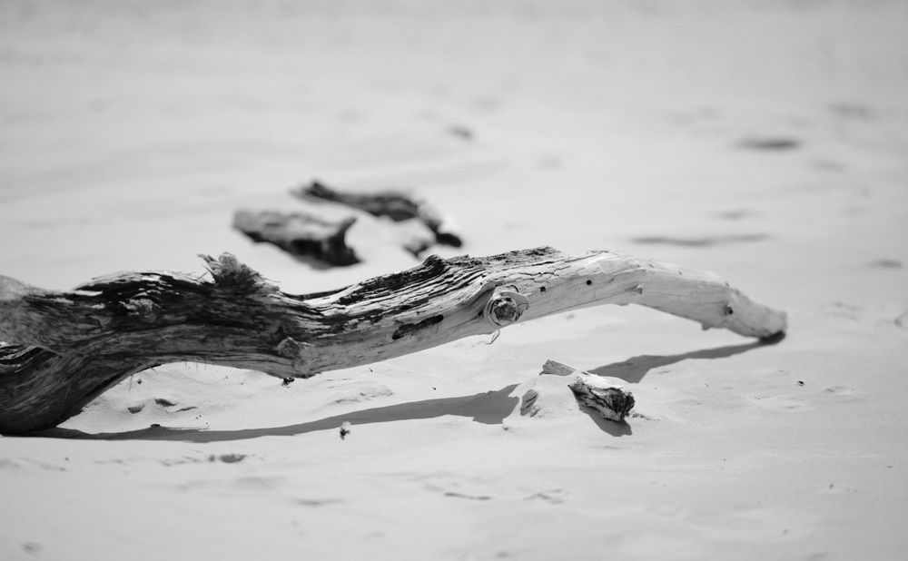 Driftwood washed up on a beach.