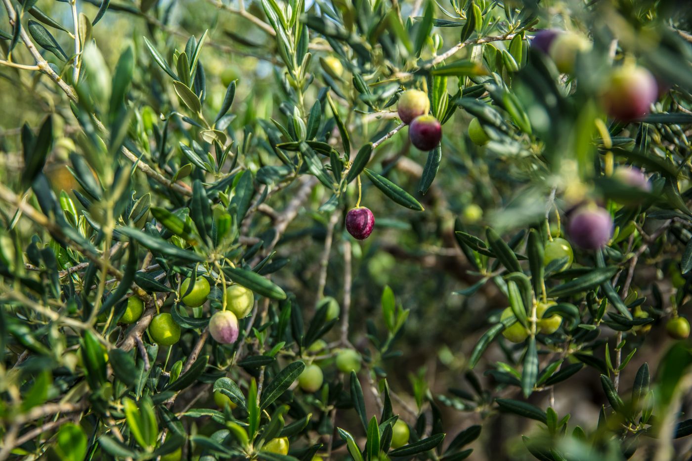 A close-up of an olive tree, evoking a Mediterranean coastal landscape.